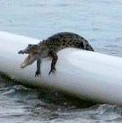 @Crocodylus121