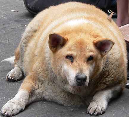 woof