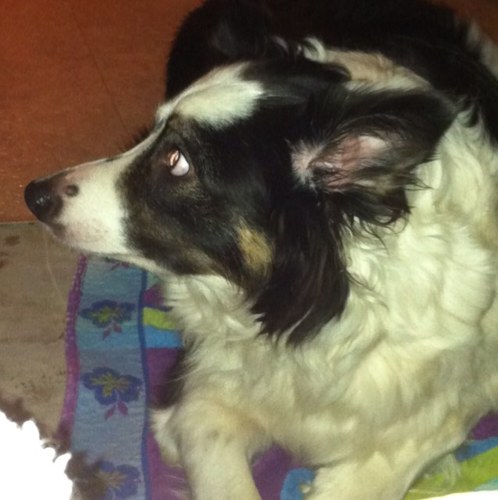 Mia17924981's profile picture. wife; mother; grandmother; cat lover; @taylorswift13 fan! @nbcthevoice