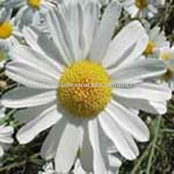 rotc0206's profile picture. 열혈강호[Pyrethrum]