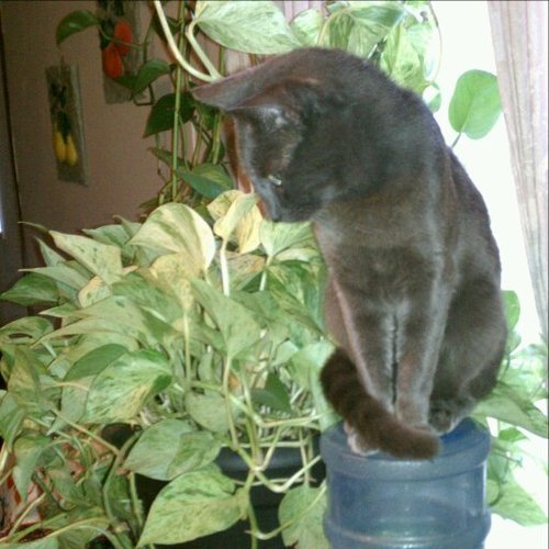 NobiasDank's profile picture. 