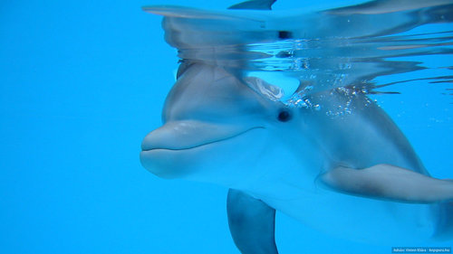 KicsiDelfinke's profile picture. Your life is yours alone. Rise up and live it 💪
-Terry Goodkind