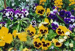 ryersonnancy's profile picture. Paisajismo (Landscaping)