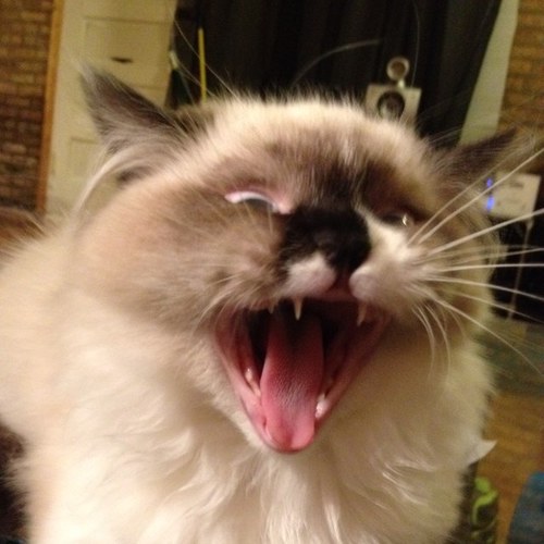 dantothe4thpwr's profile picture. entrepreneur. gamer. chicago sports nut. technologist.