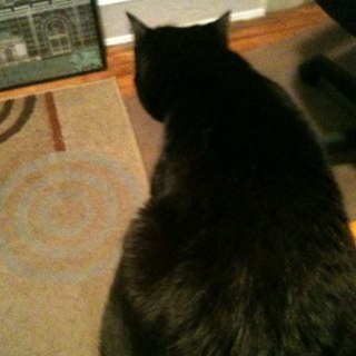 macairl's profile picture. 