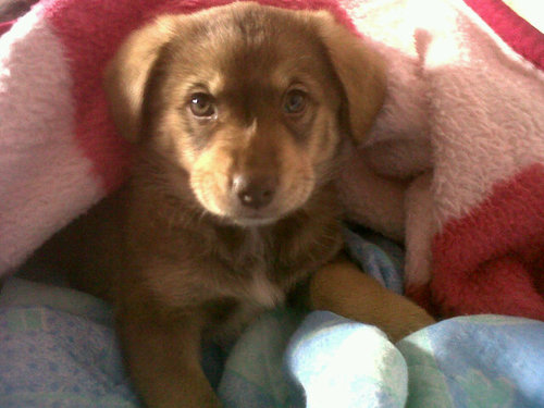 Thomas27_05_12's profile picture. Raza:mestizo!♥naci:27/05/12,mi mama me cuida y ama mucho@danielapaolaL♥soy timido,jugueton,activo,dulce,tierno☺Fan de RiverPlate y saga HarryPotter como mi mama