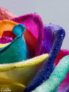 112230_'s profile picture. رتويته