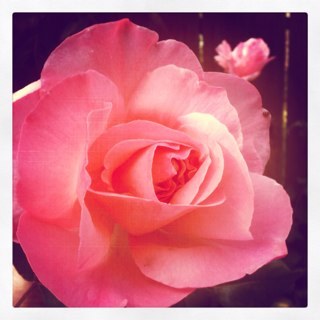 kimlivingston8's profile picture. 