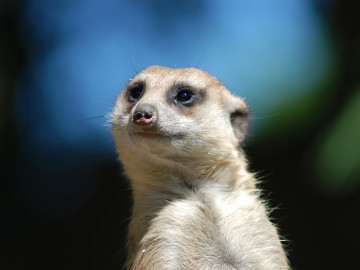 MeeThomas's profile picture. #IT #Webdesign #SEO #Sport #ecommerce #mcommerce #android #trancefamily #CSS3