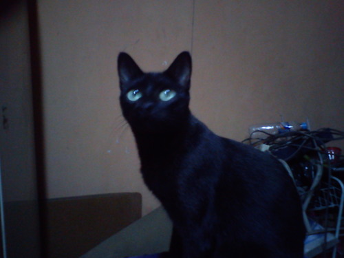 josue83282528's profile picture. 