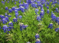 mansfield_texas's profile picture. Mansfield Texas UPDATES