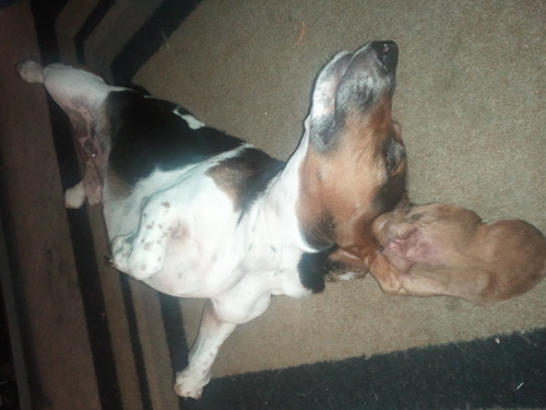 I'm Lady Bird. I'm a basset hound. My human dad helps me type because my paws don't do well on touch screens.