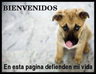 SI PUDIERA SER TU HEROE...SI PUDIERA SER TU DIOS...SALVARTE A TI MIL VECES, PUEDE SER MI SALVACION....