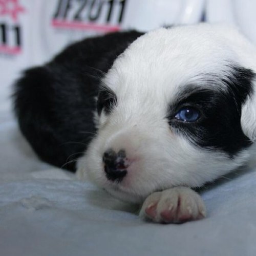 taaroku's profile picture. 2012年8月にYファミリーよりボーダーのろくが やってきました。(2012年5月11日産) 。3年後の2015年8月には弟のはちがやってきて大騒ぎです。（2015年5月30日産）