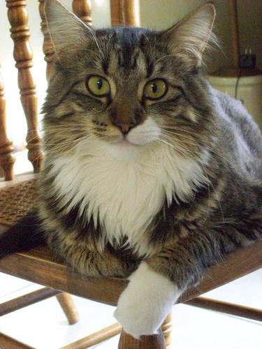 My name is Louie Alexander. I enjoy modeling on Ebay, splashing in water, and playing fetch with my mom. I'm a Maine Coon rescue and a stud of a cat. Follow me!