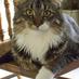 Louie the Ebay Cat (@ebaylouie) Twitter profile photo