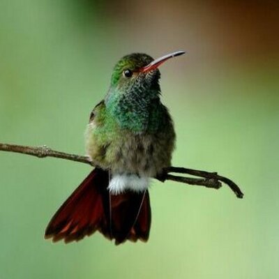 はちどり Hummingbird Nc Twitter はちどり Hummingbird Nc Twitter