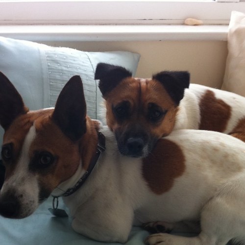 lorjoy's profile picture. 