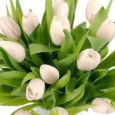 AREEJ_TULIP Profile Picture