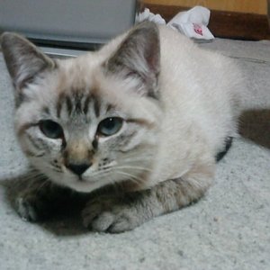 tonakai