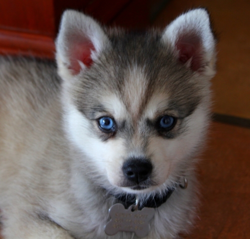 I am what they call a Klee Kai, which is also known as mini husky. I will grow up to be about 15 tall inches, and about 10 pounds. I was born in Garden Grove,
