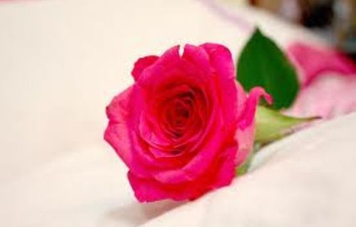 باسمة باسم الباسم