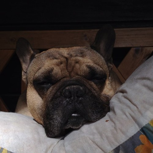 arilittlehun's profile picture. 