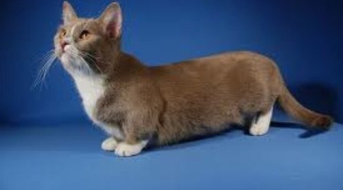 Munchkin Cat Probz (@Munchkincatzz) | Twitter