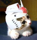 nyan_26's profile picture. 身長１４５ありません  靴のサイズ21.5 ちょっとでもヒールが高いとか前があいてると21 趣味で. ハープ弾いてます。不定期ですがCASでも弾いてます。mixiで顔文字紹介サイトのコミュがあり色んな顔文字サイトがあります