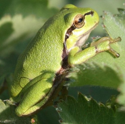 Hobbyfotografin, die am liebsten auf Fotosafari im eigenen Garten geht und alles was da kreucht und fleucht in Bildern festhält