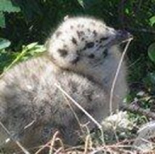 SEGrindey's profile picture. #MaGrin