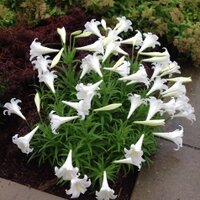 Kelly Reed Bratburd (@nosymdmama) 's Twitter Profile