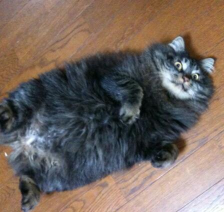 saorisu's profile picture. ´ｴ`＊)ﾎﾟｯ