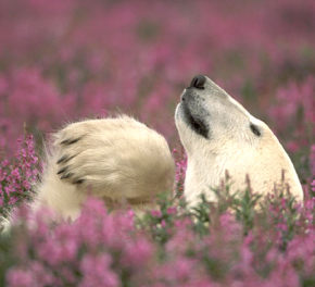 sirokuma_sw's profile picture. 