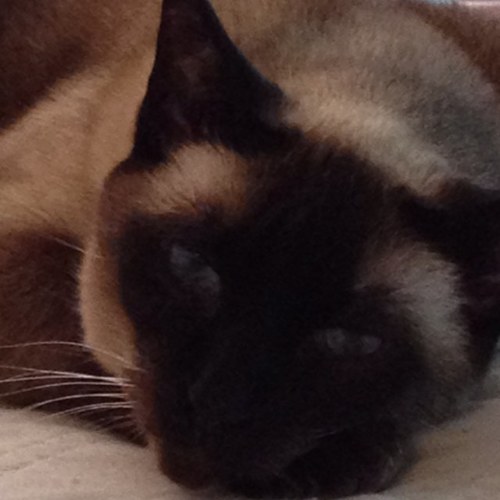 fulloballony's profile picture. 