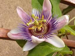 BartoliniSerena's profile picture. 