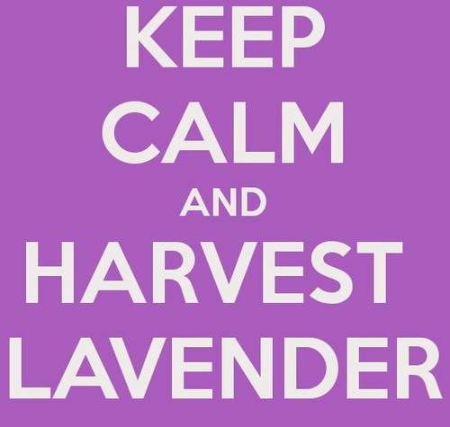 A not-for-profit award winning community project with 3 acres of lavender in Stanley Road allotments. PYO Harvest 2025 26th 27th July.