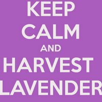 Carshalton Lavender (@lavendersm5) 's Twitter Profile