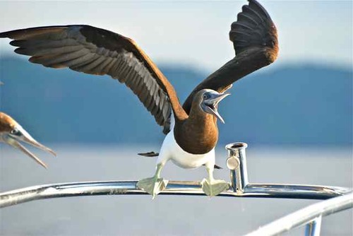 full time cruiser, entrepreneur and wanderer. Currently on my boat in New Zealand.