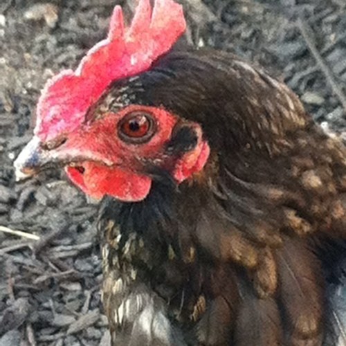 helenmooresage's profile picture. 