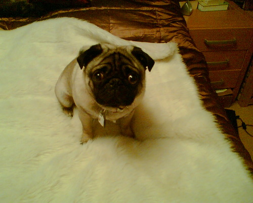 Mr Magoo, wise pug guru and lover of life, best friend of Clare my mom & Gertie pug, enjoys pig ears ! Watching over the new generation Gatsby and Garbo