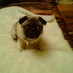 Mr Magoo (@mrmagooings) Twitter profile photo Mr Magoo (@mrmagooings) Twitter profile photo