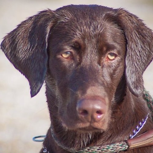 RetrieversU's profile picture. 