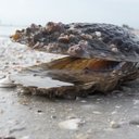 Kaleb Neff - @TBWACA - Twitter