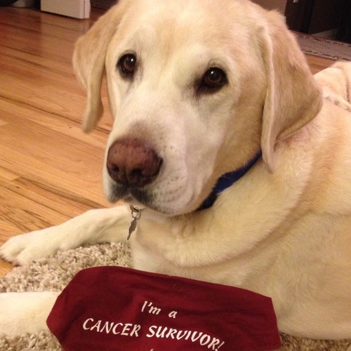 Janecvan's profile picture. A sports fanactic who also loves Labs 💜💜