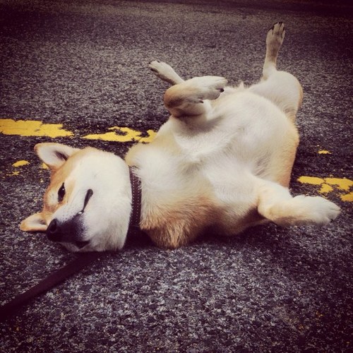 shiotheshiba's profile picture. I'm crazy like a fox. That's why I look like one.