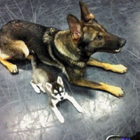 AyudaAnimales♥ (@aliceeproanimal) 's Twitter Profile