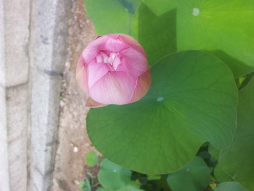 wonwon88's profile picture. 진실되고자하는, 순수하고자하는, 그저 사람