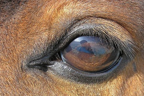 The Human Animal Research Network is an interdisciplinary group dedicated to the study of human and animal relationships. Tweets and RTs are not endorsements.