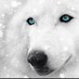 snow_wolf (@snow_wolf25) Twitter profile photo